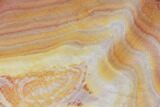 Polished Binthalya Opal Slab - Western Australia #132955-1
